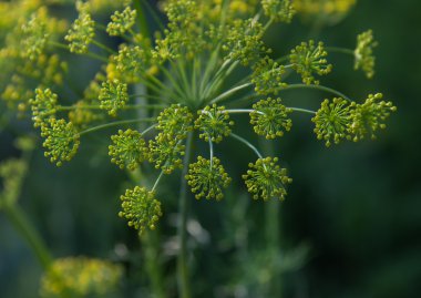 Bahçe çiçek açması dereotu otlar