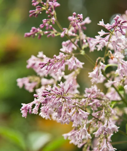 Lilacs grow — Stock Photo, Image