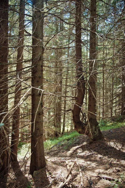 Floresta velha nas montanhas — Fotografia de Stock