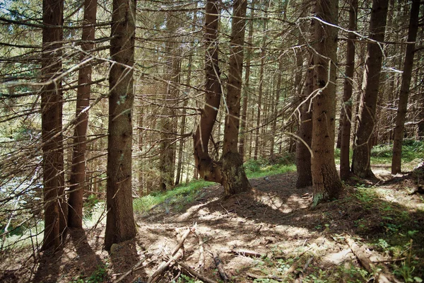 Floresta velha nas montanhas — Fotografia de Stock