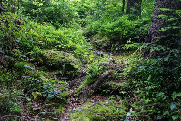 Carpazi montagne, Ucraina — Foto Stock