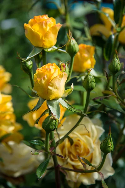 Rosas amarillas — Foto de Stock