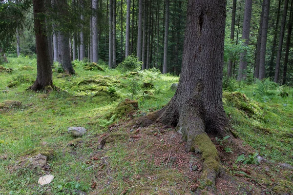 Alter Wald in den Bergen — Stockfoto