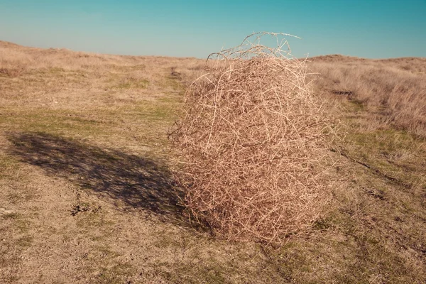 Tumbleweed — Stok fotoğraf