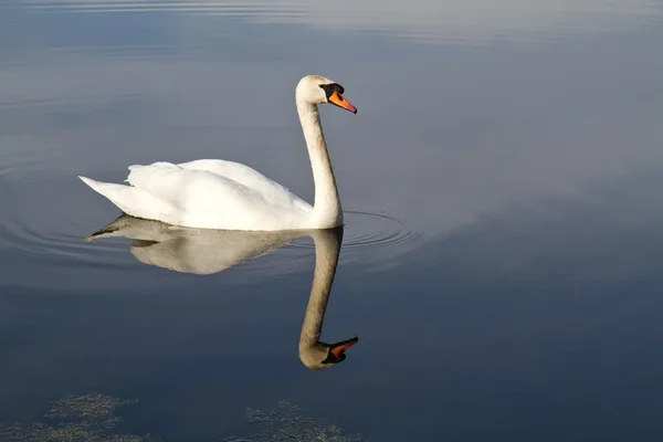 Swan Swimming — Stock Photo, Image
