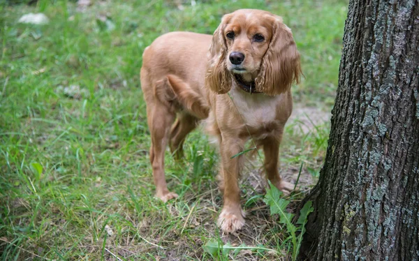 Setter — Foto de Stock