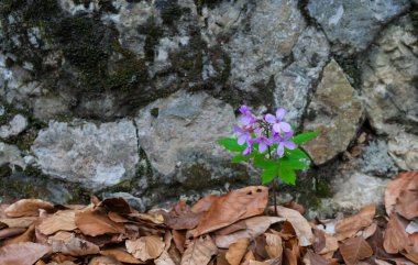 Sardunya müfredatı