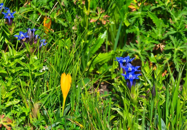 Crocus amarelo — Fotografia de Stock