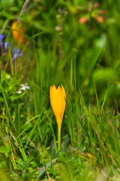 Yellow crocus — Stock Photo, Image