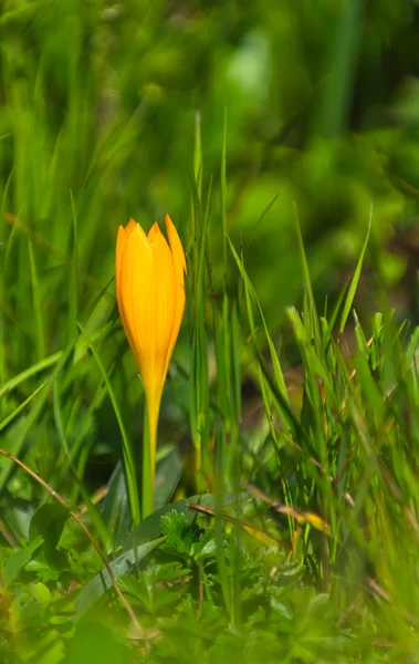 Yellow crocus — Stock Photo, Image