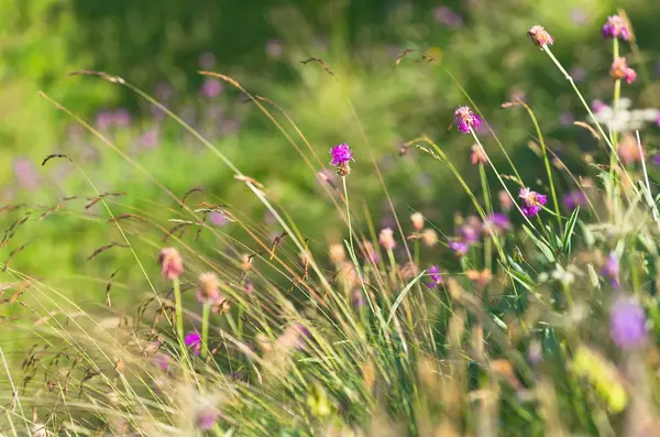 Zomer in de bergen — Stockfoto