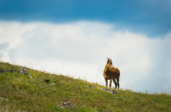 Die westkaukasische Ziege — Stockfoto