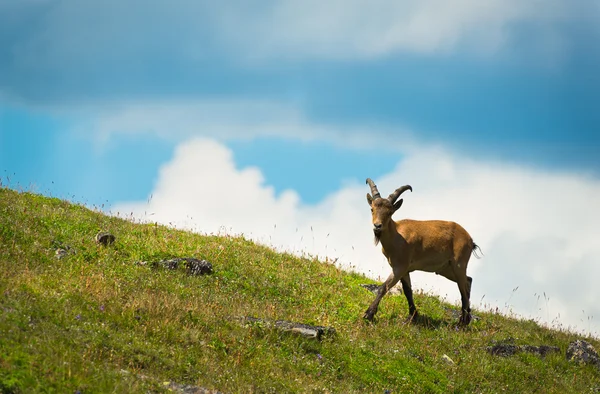 Den västkaukasiska geten — Stockfoto