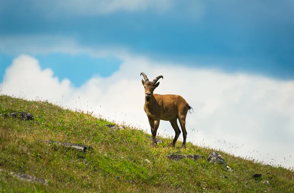 Kaukasische Ziegen — Stockfoto