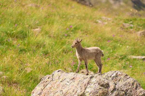 Kaukasische Ziegen — Stockfoto