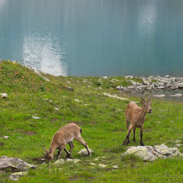 Keçi — Stok fotoğraf