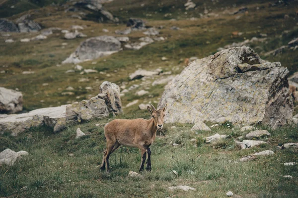 Die westkaukasische Ziege — Stockfoto