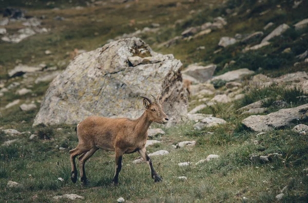 Западно-Кавказская коза — стоковое фото