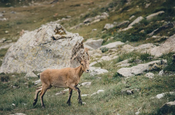 The West Caucasian goat — Stock Photo, Image