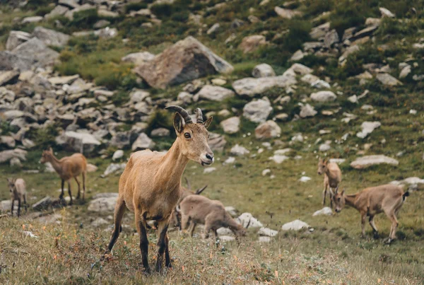 A nyugat-kaukázusi kecske — Stock Fotó
