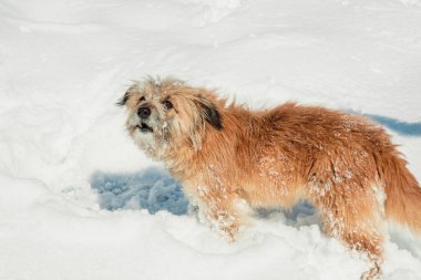 açık havada köpek