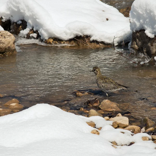 Morgen auf dem Fluss — Stockfoto