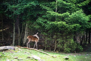 Woodland dişi geyik grazes