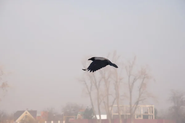 Corbeau gris — Photo