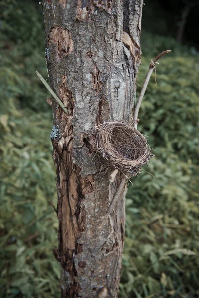 Puste gniazdo na drzewie — Zdjęcie stockowe