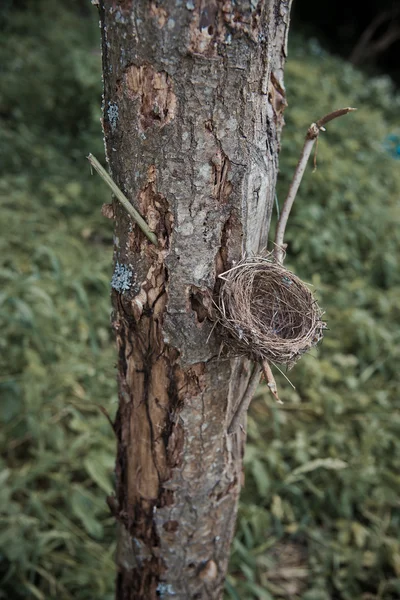 Nido vacío en un árbol — Foto de Stock