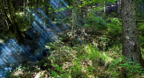 Rauch vom Feuer im Wald — Stockfoto