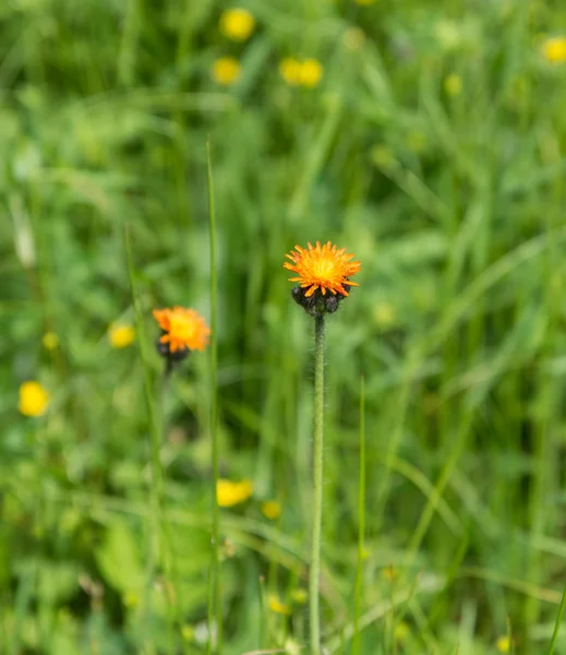 Gelbe Blüten — Stockfoto