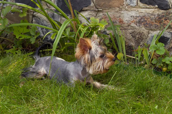 Yorkshire terrier — Zdjęcie stockowe