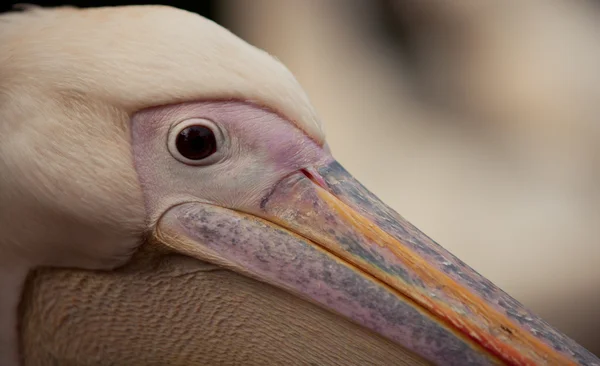 Auge eines Pelikans — Stockfoto