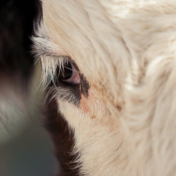 Eye of a cow closeup — Stock Photo, Image