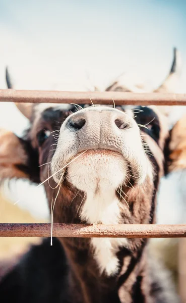 Nose of cow — Stock Photo, Image