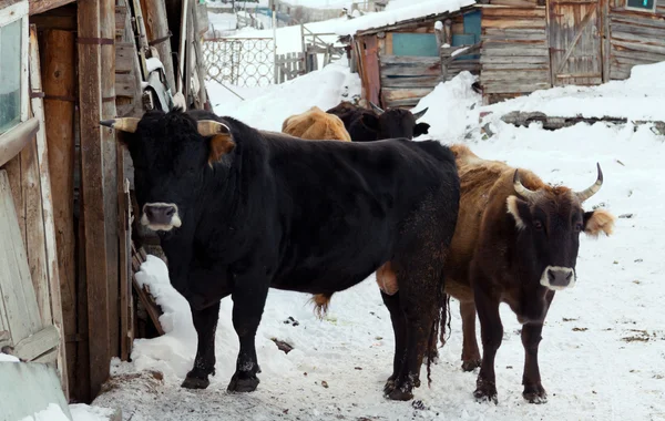 Young bull — Stock Photo, Image