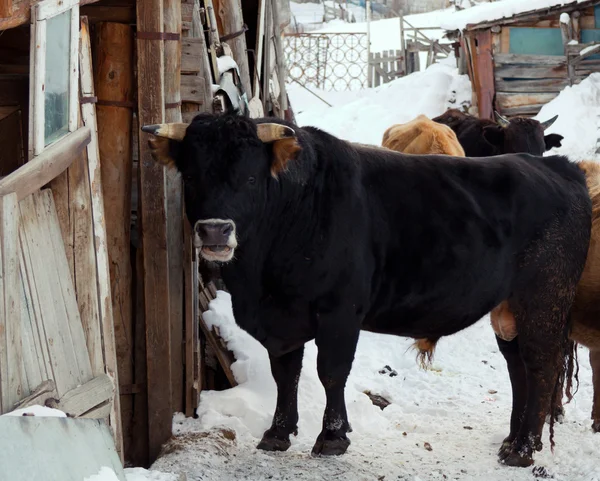 Young bull — Stock Photo, Image