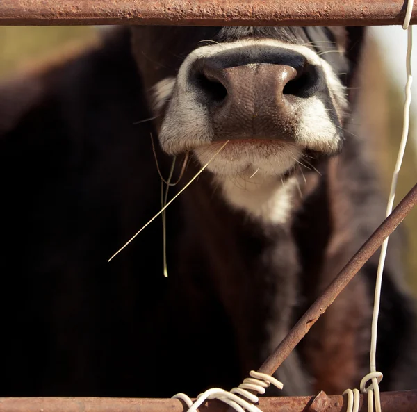 Nase der Kuh — Stockfoto