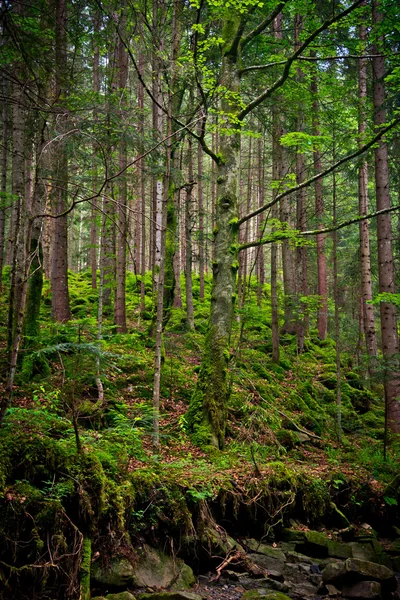 Floresta Primavera — Fotografia de Stock