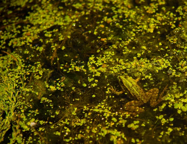 Grenouille sur la tourbière — Photo