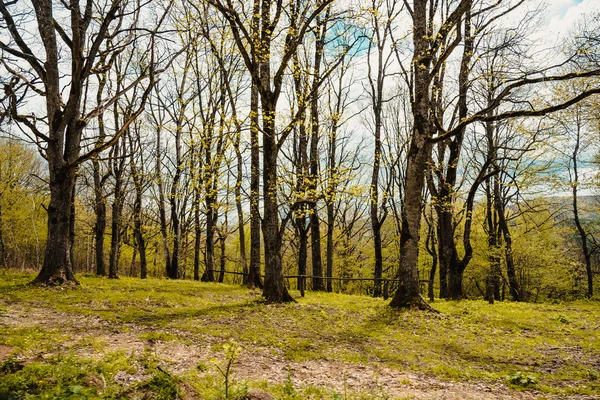 Spring time — Stock Photo, Image