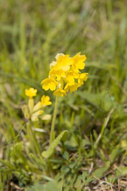 Primula veris