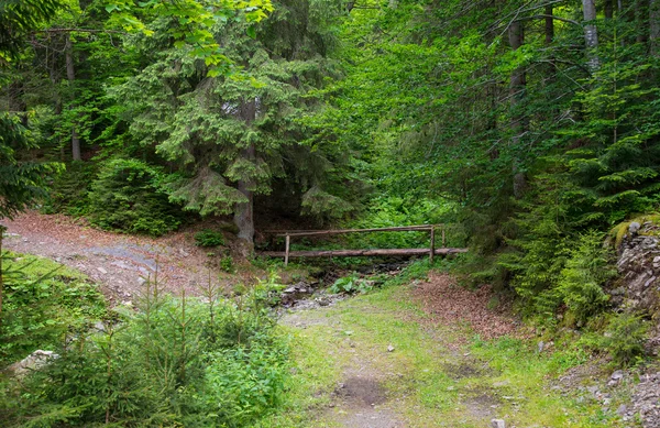 Ponte de madeira na floresta — Fotografia de Stock