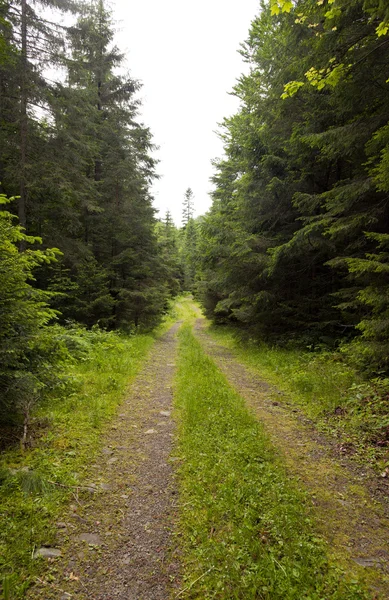 A estrada através da madeira — Fotografia de Stock