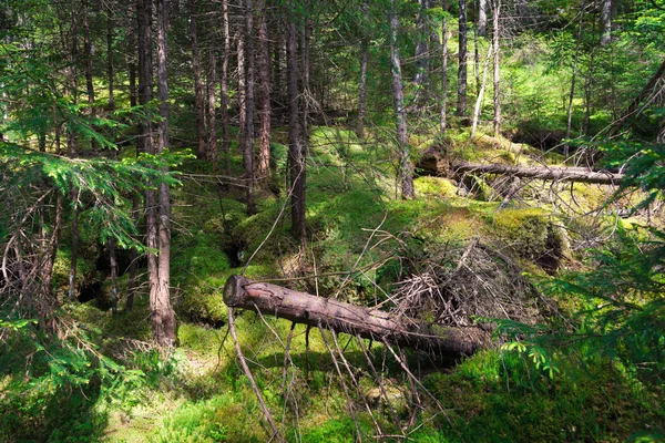 Velha floresta — Fotografia de Stock