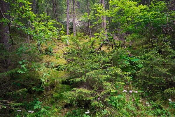 Alter Wald — Stockfoto