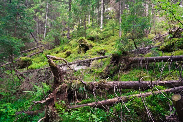 Vecchia foresta — Foto Stock