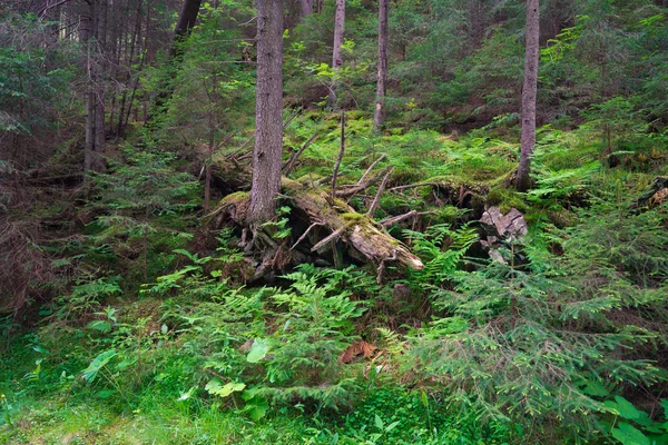 Velha floresta — Fotografia de Stock