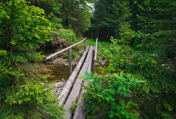 जंगलात लाकडी पूल — स्टॉक फोटो, इमेज